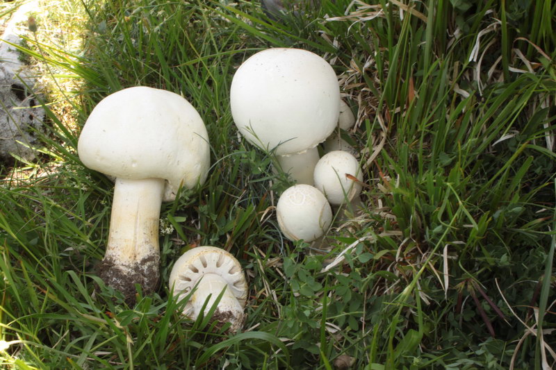 in alta quota nei miei Sibillini